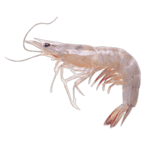 Camarón