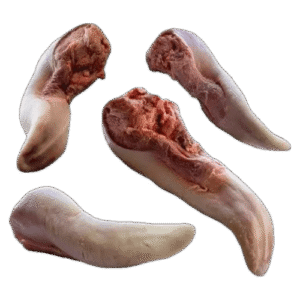 Lengua
