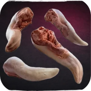 Lengua