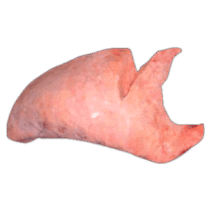 Pulmón